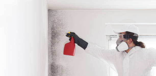 Best Residential Mold Remediation in Gold River, CA