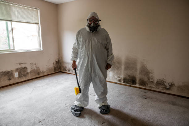 Best Localized Mold Remediation (e.g., coastal areas, humid climates) in Gold River, CA