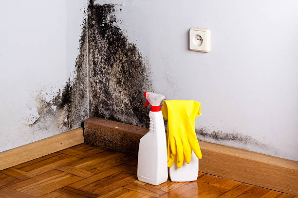 Best White Mold Remediation in Gold River, CA