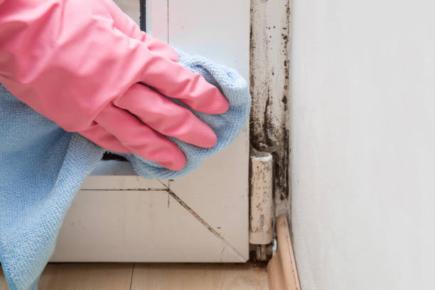 Best DIY Mold Remediation Support Services in Gold River, CA