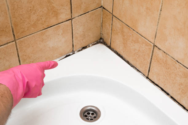 Best HVAC Mold Remediation in Gold River, CA